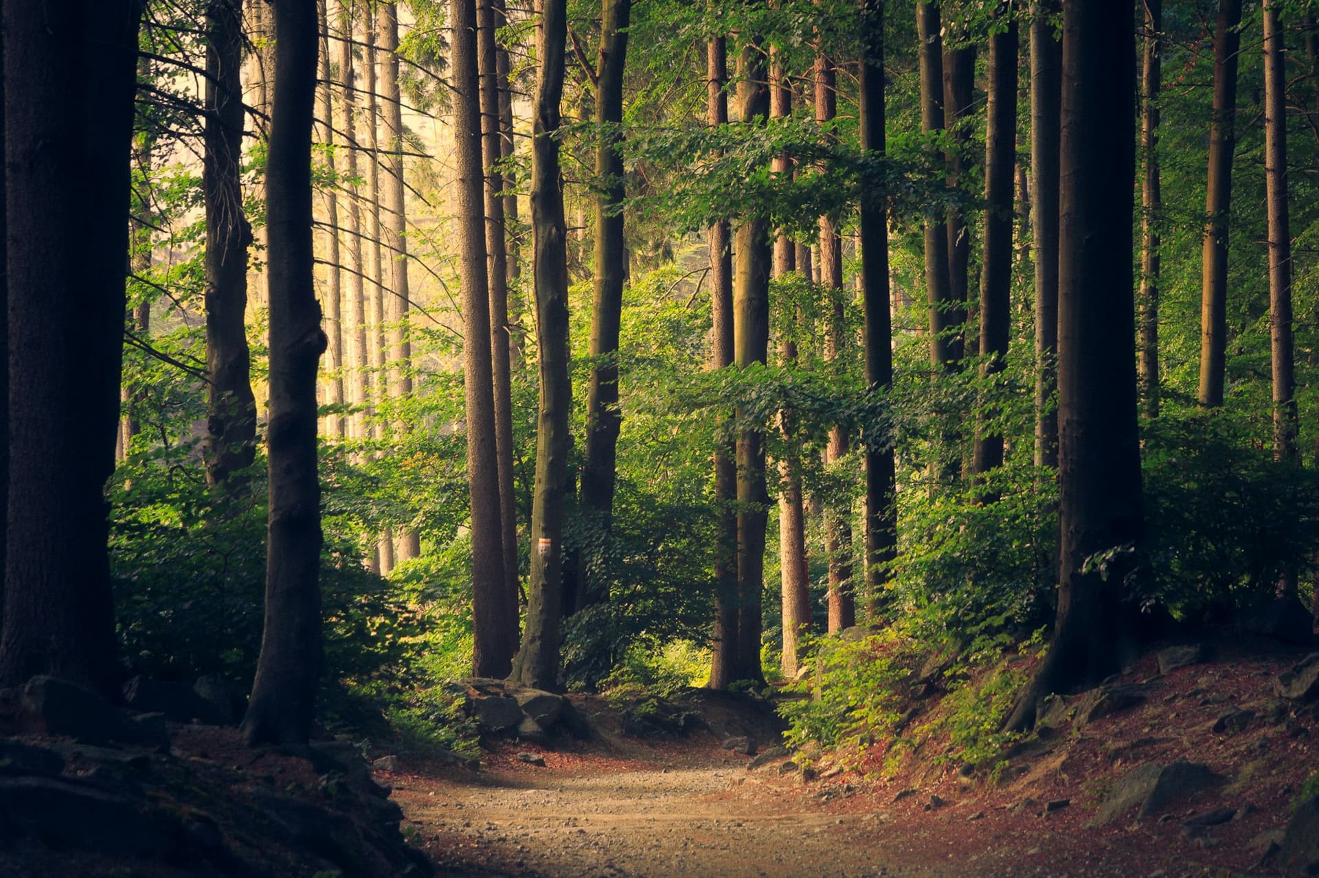 Path through a forest of tall green trees